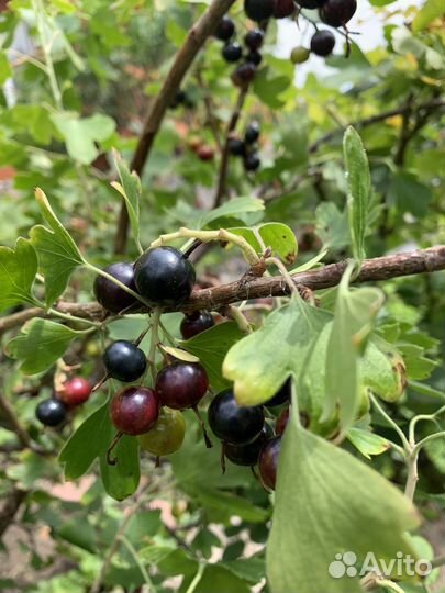 Черная смородина саженцы