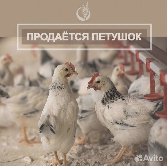 Продается петушок