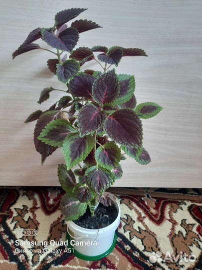 Комнатные цветы