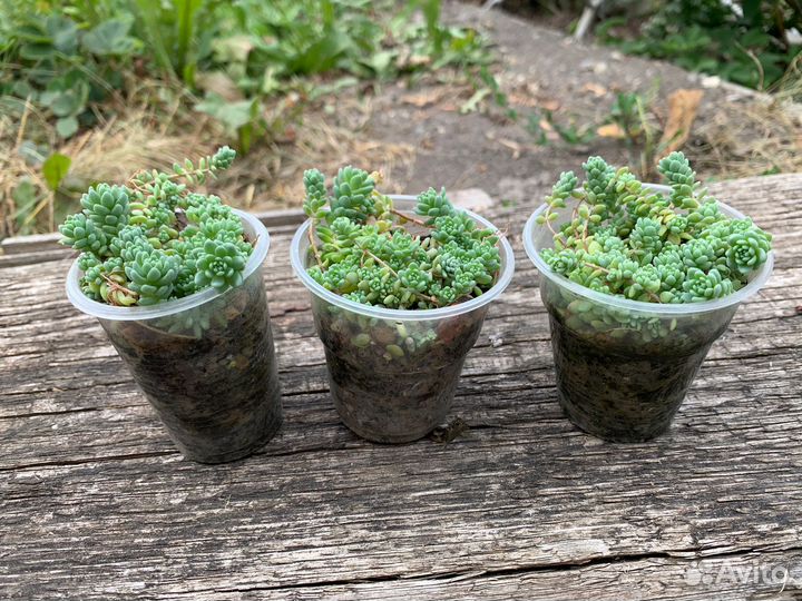 Sedum dasyphyllum major
