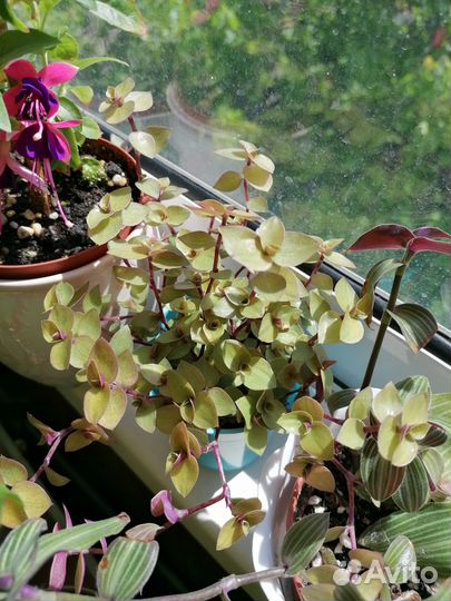 Традесканция