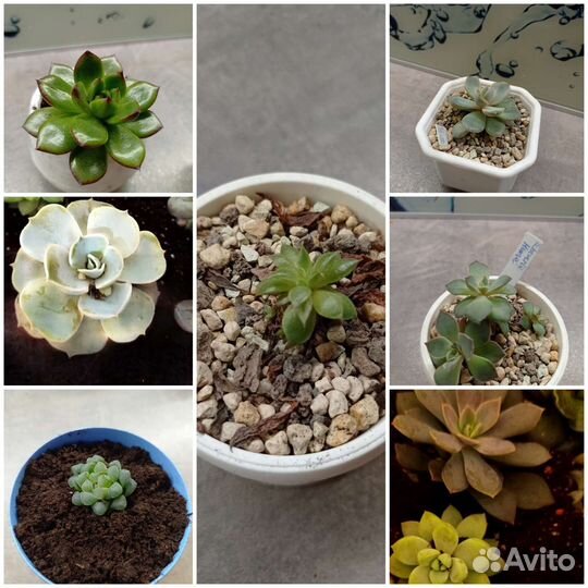 Суккуленты