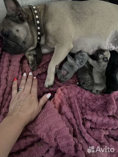 Щенки французского бульдога