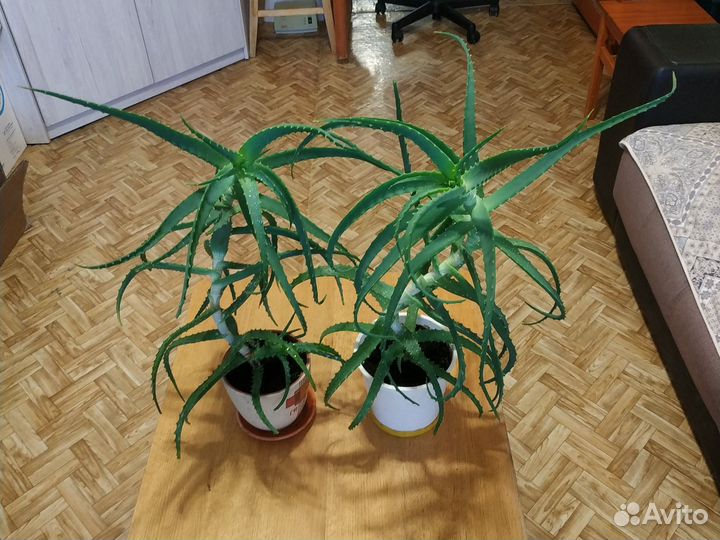 Алоэ более 4-х лет