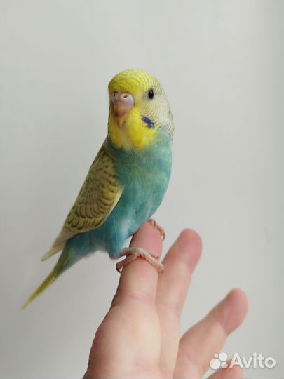 Волнистые попугаи, птенцы