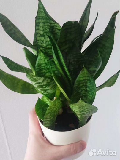Сансевиерия ханни