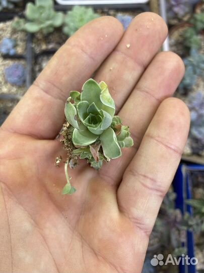 Суккуленты