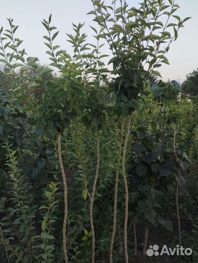 Сирень на штамбе и бирючина