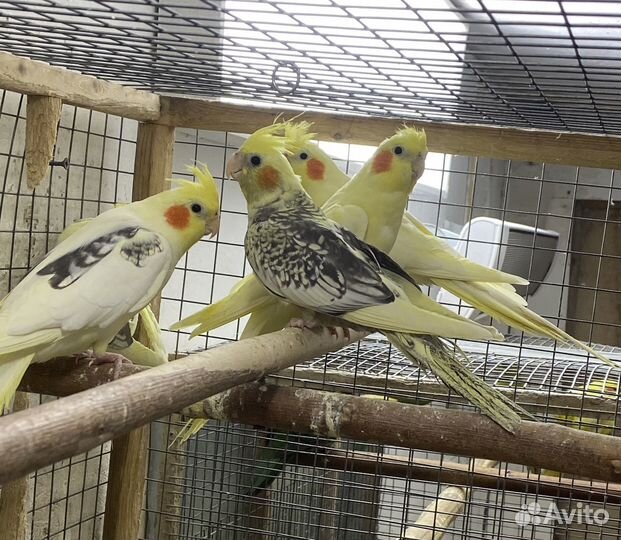 Попугай корелла и другие