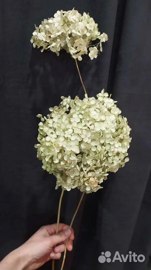 Гортензия сухоцветы