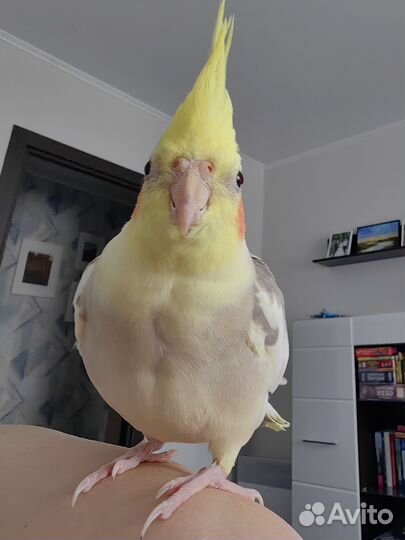 Попугай корелла ручной