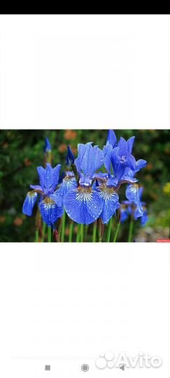 Многолетники