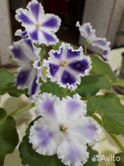 Сортовые фиалки