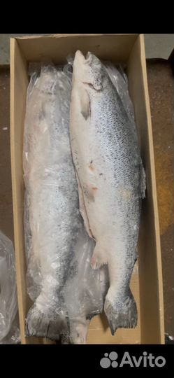 Лосось потрошеный