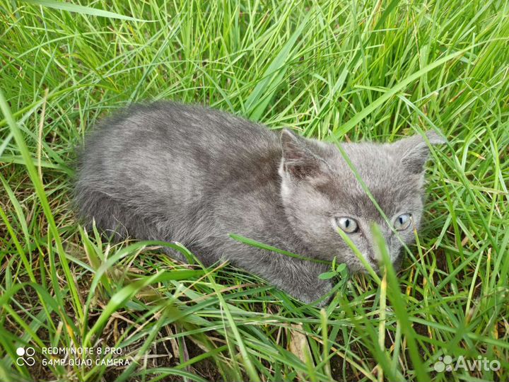 Кошка мышеловка