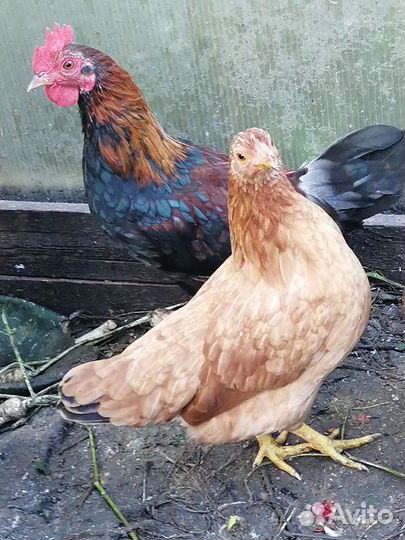 Молодые петушки