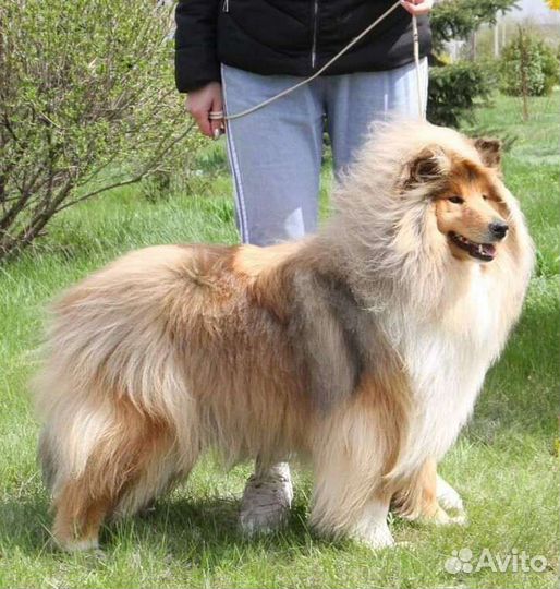 Груминг. Стрижка, уход за собакой, стрижка кошек