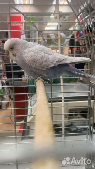 Пара чехи Попугай