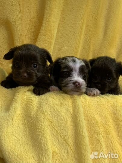 Биро Шоколадный Мерль Цветной Йорк