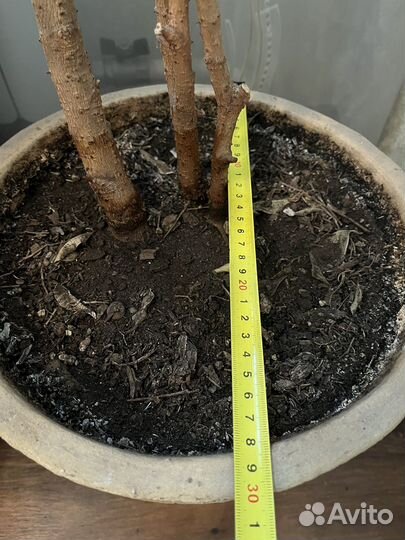 Фикус Бенджамина