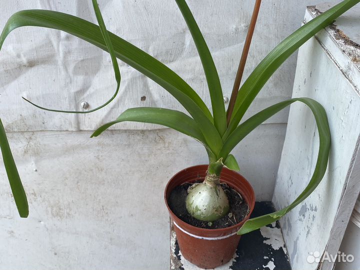 Индийский лук