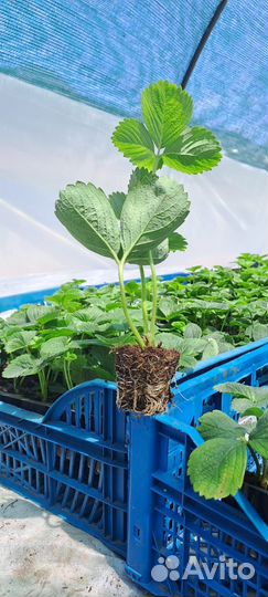 Рассада саженцы клубники. Малина, Голубика