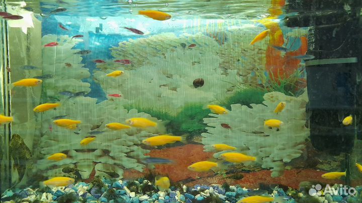 Рыбки аквариумные