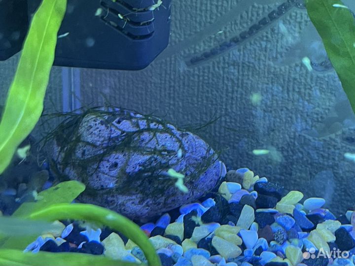 Аквариум 37 л + фильтр, свет и грунт