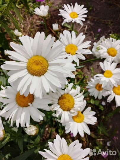 Цветы садовые продам
