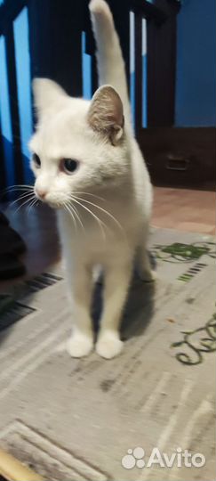 Кошка в добрые руки