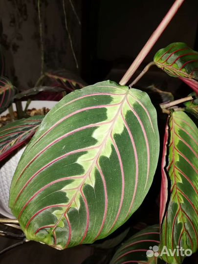 Комнатные цветы маранта