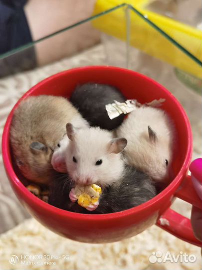 Сирийский хомяк