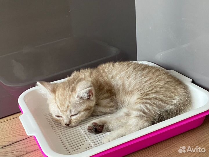 Шотландские котята