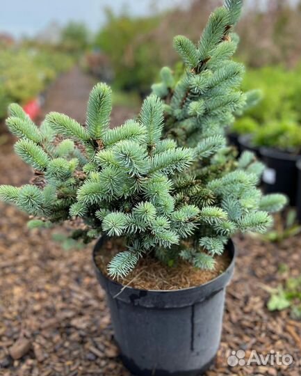 Ель глаука глобоза