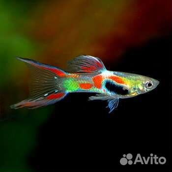 Рыбки, растения, ампулярии