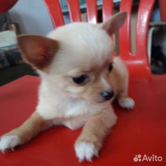 Щенки чихуахуа мини