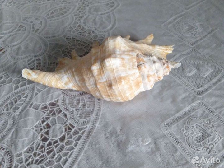 Морская раковина