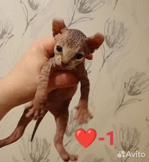 Котята Сфинкс Эльф