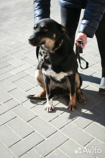 В добрые руки