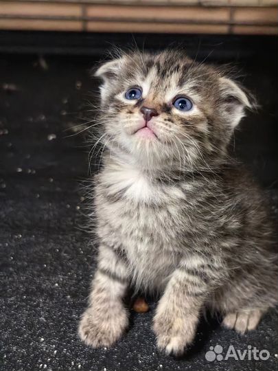Россыпь котят