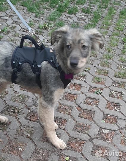 Малыш Альф ищет дом