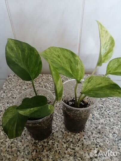 Эпипремнум 