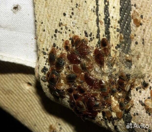 Обработка от клопов, тараканов, крыс. Частник