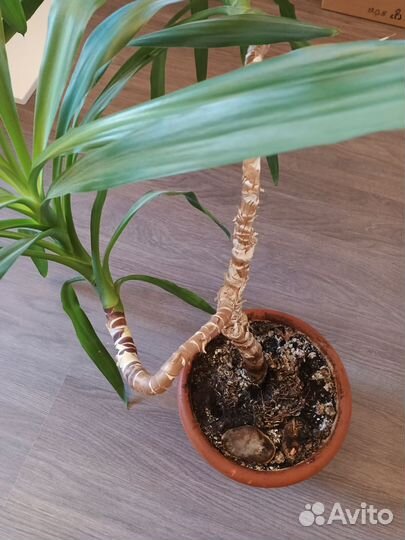 Комнатные цветы юкка