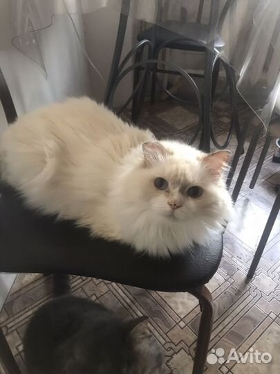 Трехлапый красавчик