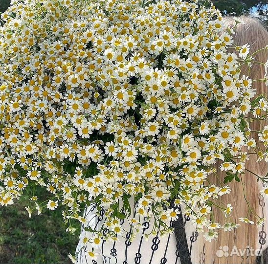 Цветы ромашки