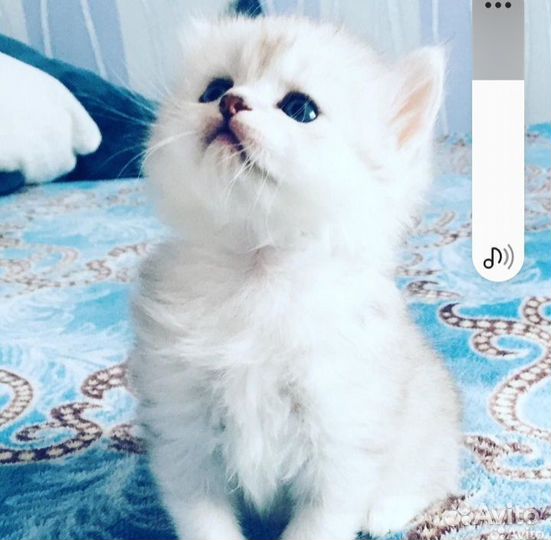 Шотландская вислоухая