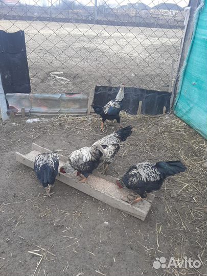 Бойцовские петухи