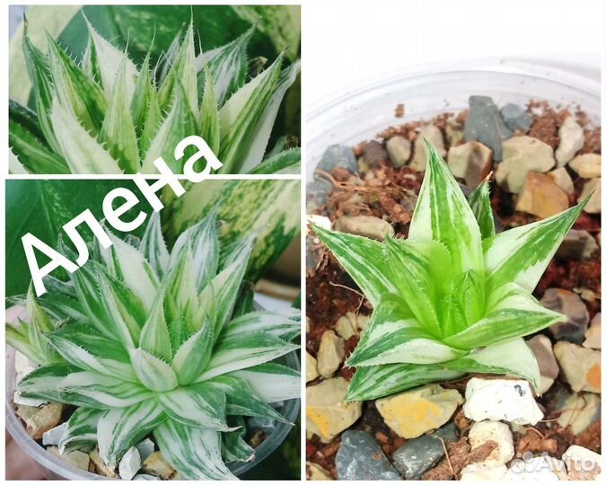 Хавортии вариегатные