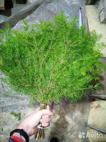 Березовые,липовые и пихтовые веники продаю